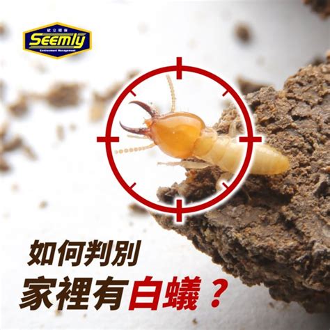 如何知道有白蟻 陰毛有什麼作用